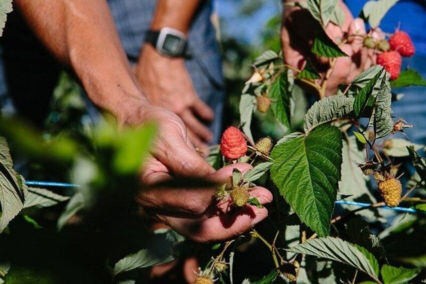 Red fruit harvesting at Finca Las Madreselvas 4