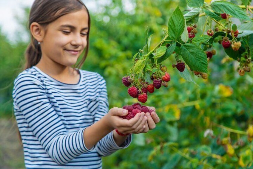 Red fruit harvesting at Finca Las Madreselvas 3