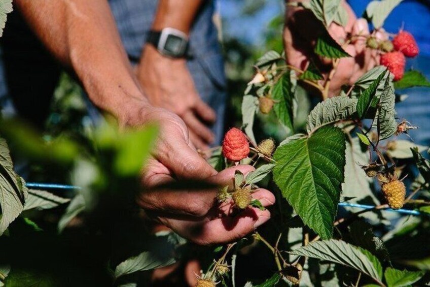 Red fruit harvesting at Finca Las Madreselvas 4