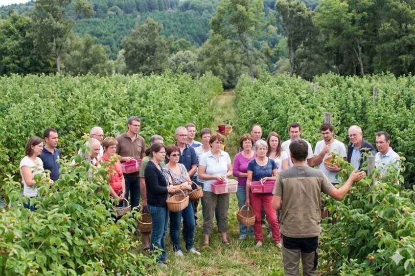 Red fruit harvesting at Finca Las Madreselvas 5