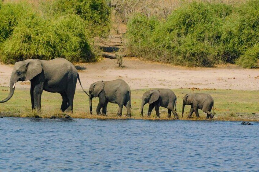 A group of elephants by a riverbank. 1