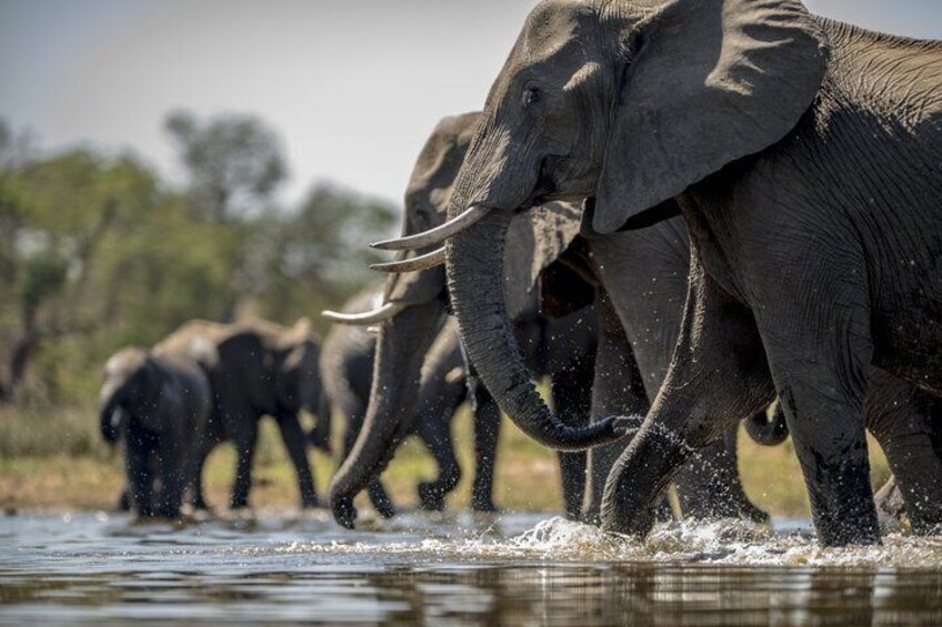 Elephants wading through water. 2