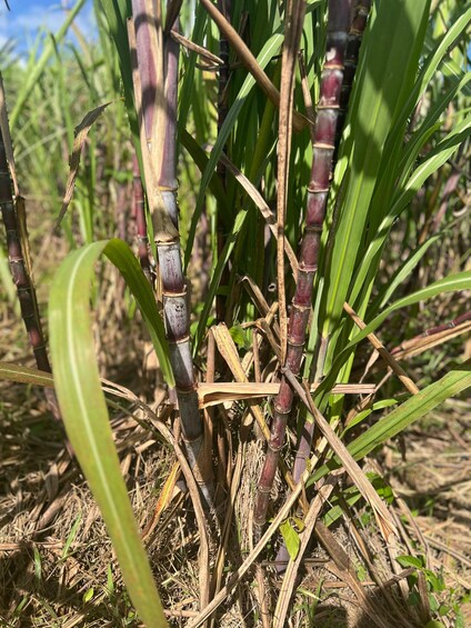Picture 1 for Activity Guadeloupe half-day: immersive tour in the heart of sugar cane 3