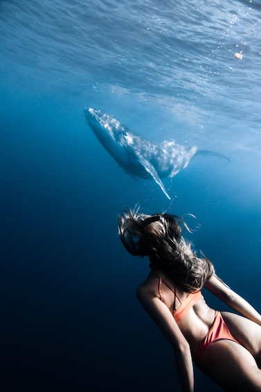 A person snorkeling underwater with a whale in the background. 3