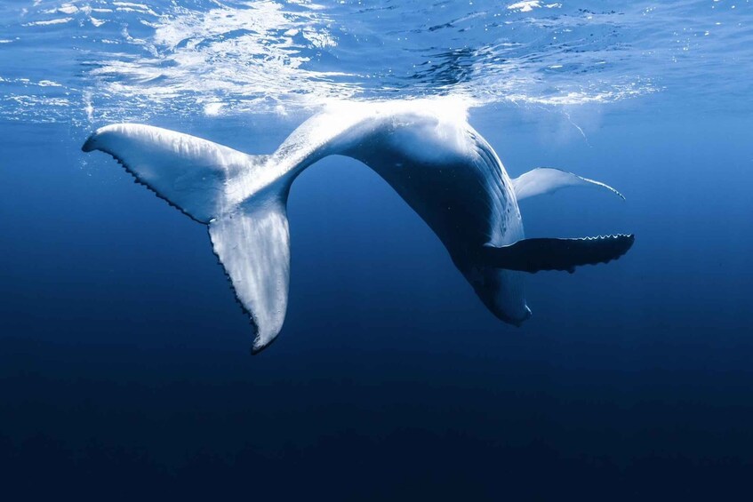 A whale swimming underwater with its tail visible above the surface. 5