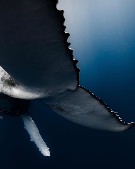 A whale's tail and part of its body in the ocean. 4