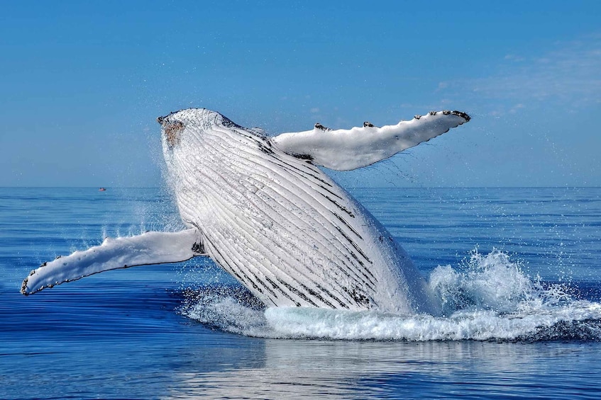 A humpback whale breaching with its pectoral fins raised, creating a splash in the ocean. 2