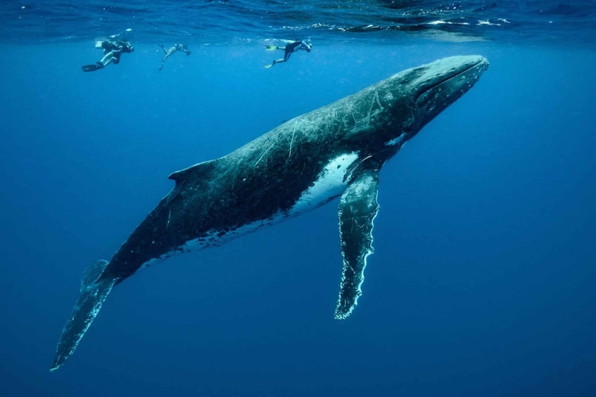 A large whale swimming underwater with divers in the background. 1