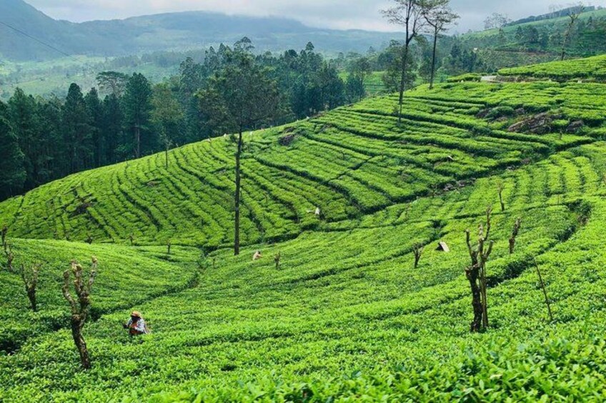 A lush green tea plantation with terraced fields and a few trees. 2