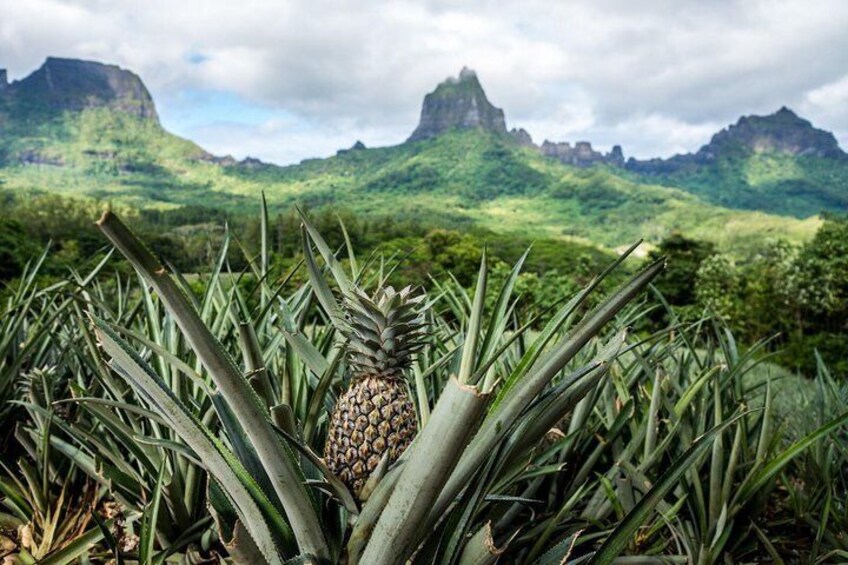 A pineapple surrounded by agave plants with a mountainous landscape in the background. 3