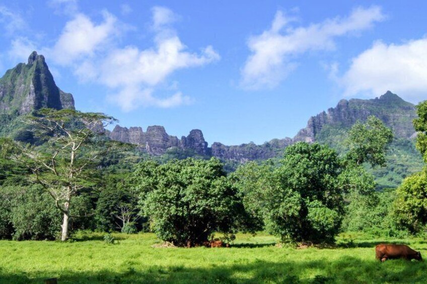 A mountainous landscape with lush greenery and a cow grazing. 5