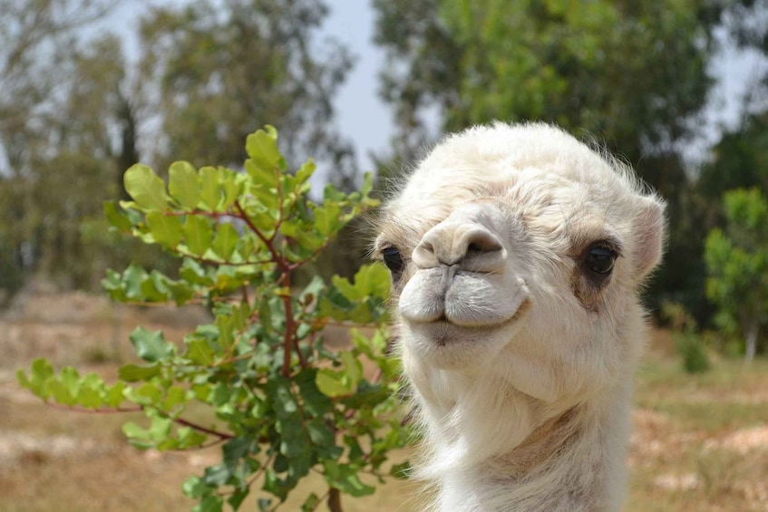 An ostrich with a green plant in its beak, set against a dry landscape with trees. 3