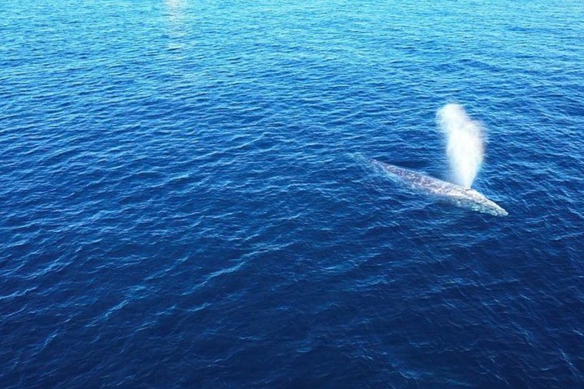 Experience San Diego Dolphin Watching Shared Tour 3