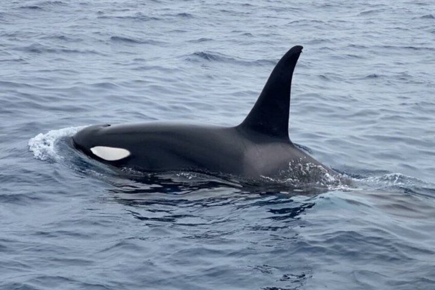 Experience San Diego Dolphin Watching Shared Tour 2