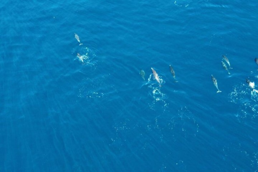 Experience San Diego Dolphin Watching Shared Tour 4