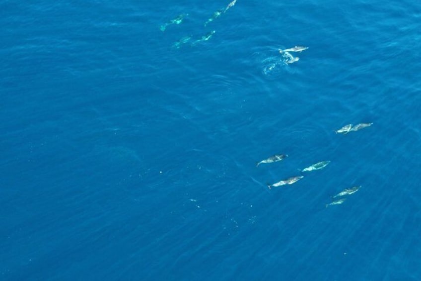 Experience San Diego Dolphin Watching Shared Tour 3