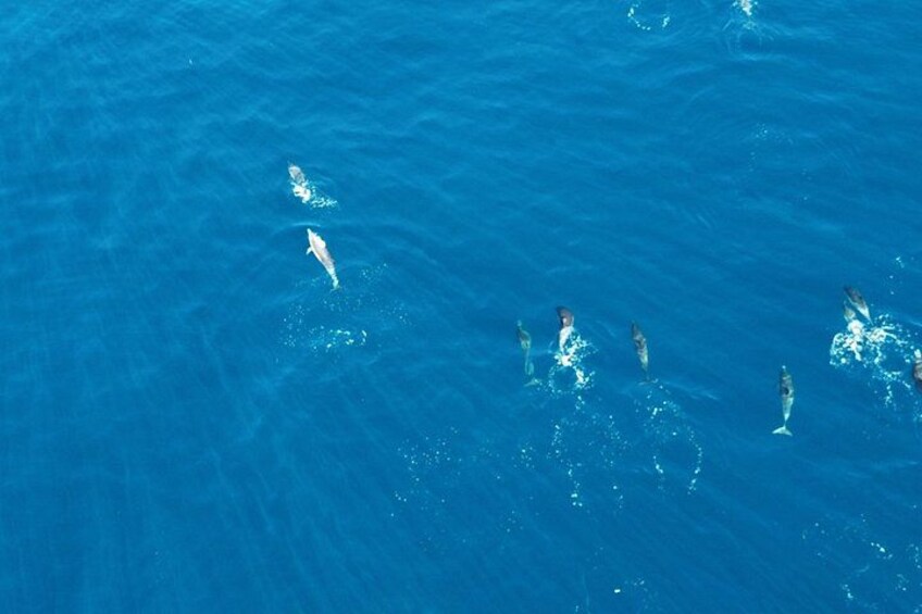 Experience San Diego Dolphin Watching Shared Tour 4