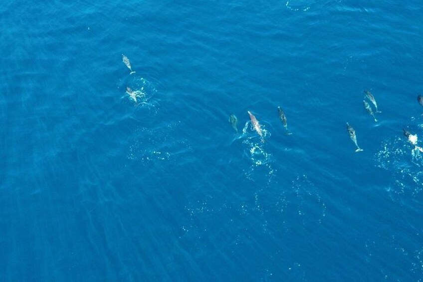 Experience San Diego Dolphin Watching Shared Tour 3