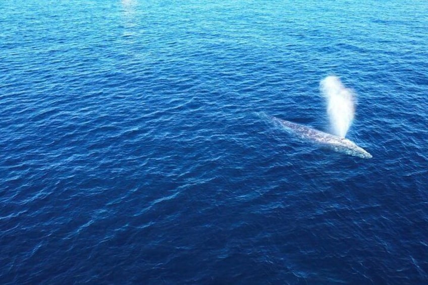Experience San Diego Dolphin Watching Shared Tour 5