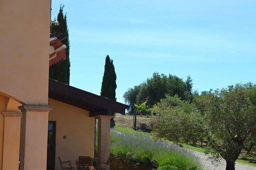 Tasting with visit of the winery and vineyards in Abruzzo 2