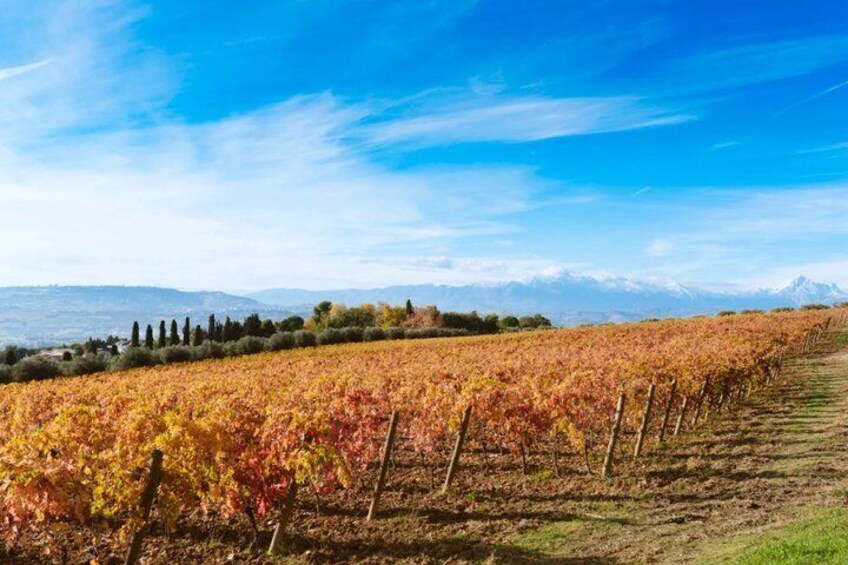 Tasting with visit of the winery and vineyards in Abruzzo 1