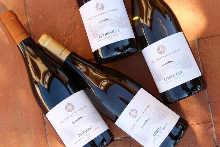 Tasting with visit of the winery and vineyards in Abruzzo 4