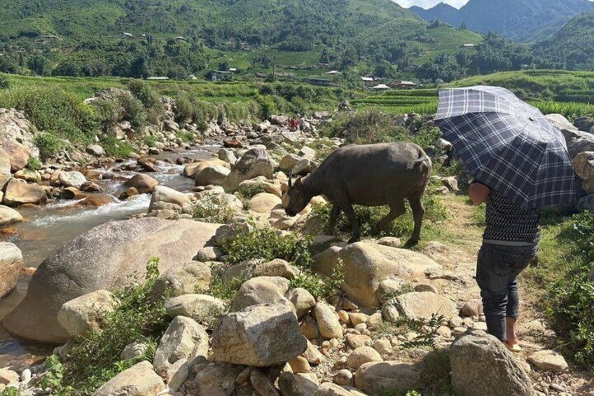A person with an umbrella near a stream with rocks and a buffalo. 2