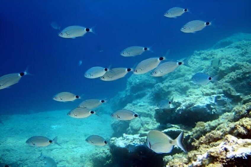 Giardini Naxos Taormina Let yourself be guided underwater 3