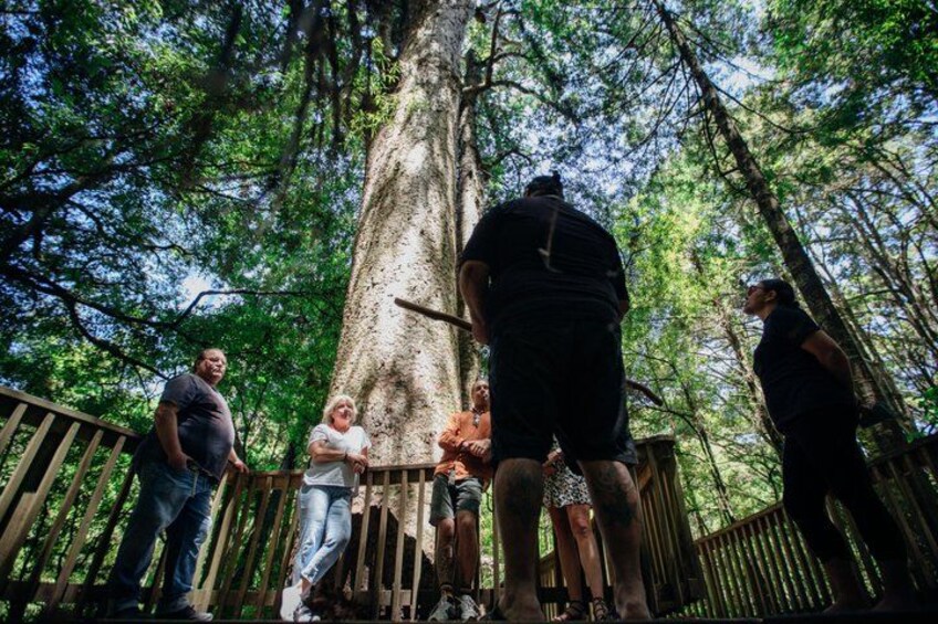 A group of people standing on a wooden bridge in a forested area, looking up at a large tree. 1