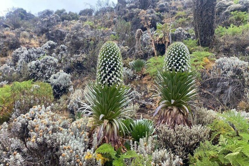 Kilimanjaro Hiking Adventure via Lemosho Route 2