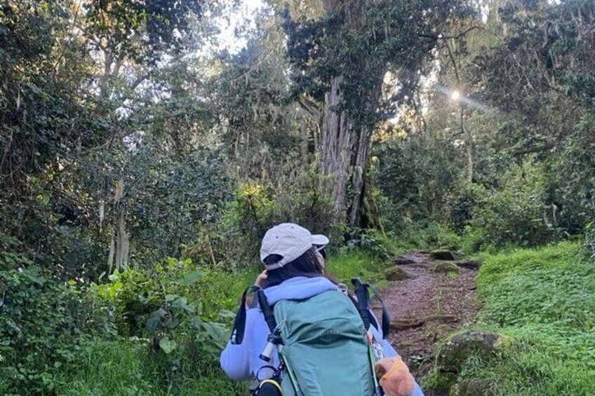 Kilimanjaro Hiking Adventure via Lemosho Route 3