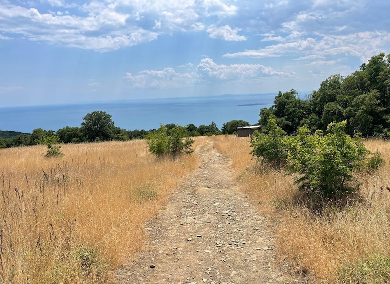 A gravel path leading to a coastal area with trees and a clear sky. 3