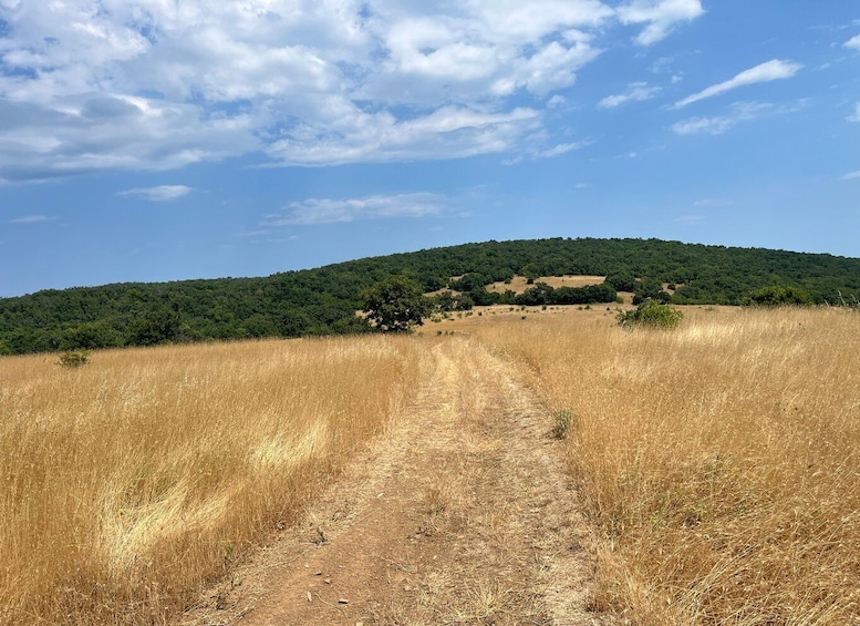 A dirt path leading through a dry grass field towards a green hill with trees. 4