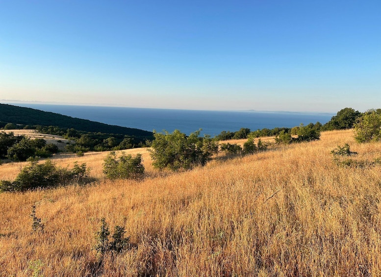 A coastal landscape with dry grass, trees, and a clear view of the sea. 2