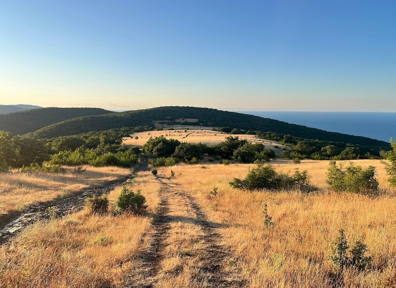 A hilly landscape with a dirt path leading to a clearing surrounded by trees. 1