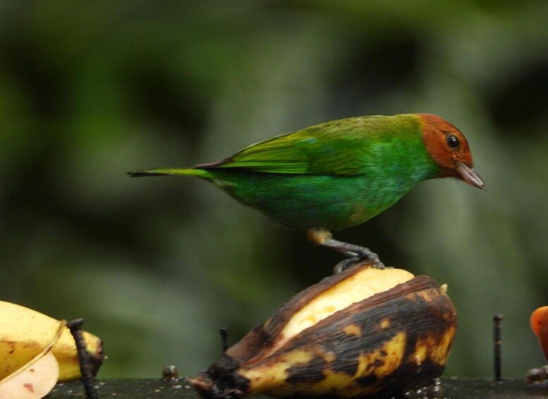 Picture 1 for Activity Birdwatching Day Tours in the Iquitos region 1