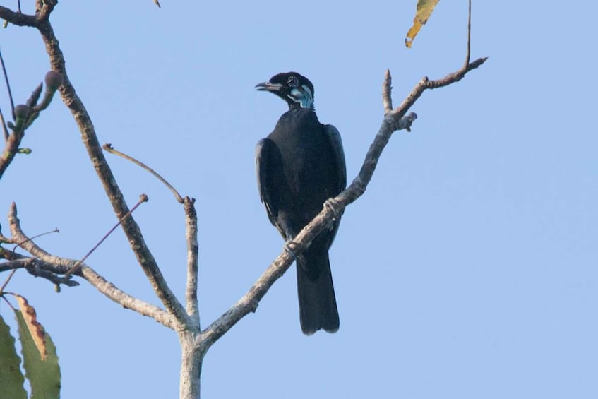 A bird perched on a branch. 2