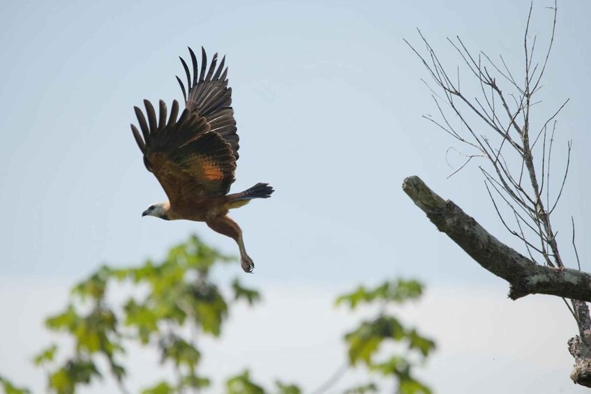 An eagle in flight with a clear sky and branches in the foreground. 3