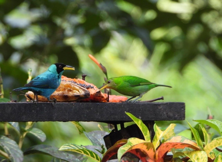 Three birds on a bird feeder surrounded by foliage. 1
