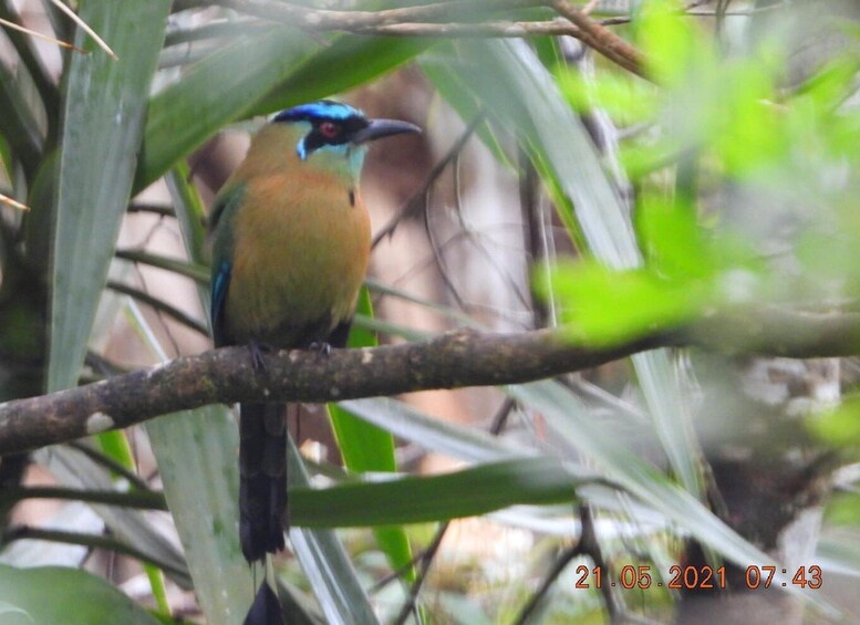 Picture 8 for Activity Birdwatching Day Tours in the Iquitos region 4