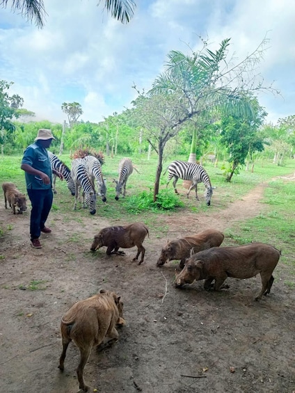A person interacting with zebras and pigs in a grassy area with trees. 4