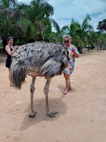 An ostrich on a sandy ground with palm trees in the background. 3