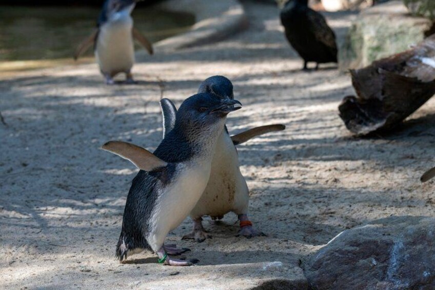 Phillip Island Penguins Private Shore Tour from Melbourne 3