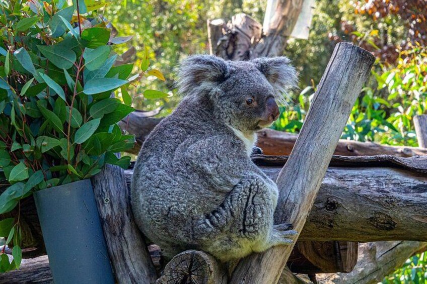 Phillip Island Penguins – Private Shore Tour from Melbourne 2