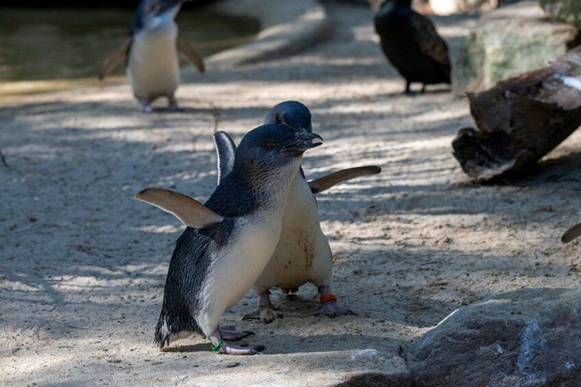 Phillip Island Penguins – Private Shore Tour from Melbourne 3