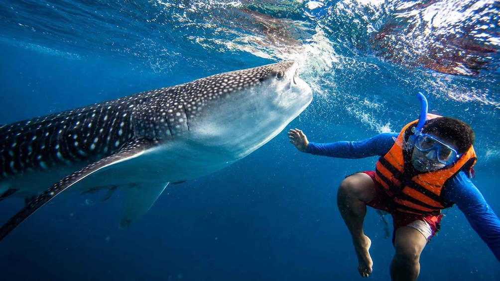From Moalboal: Oslob Whale Shark Swimming Experience 1