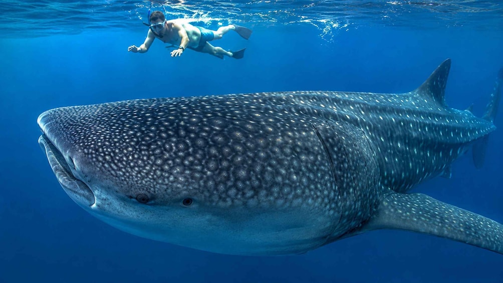 Picture 6 for Activity From Moalboal: Oslob Whale Shark Swimming Experience 5