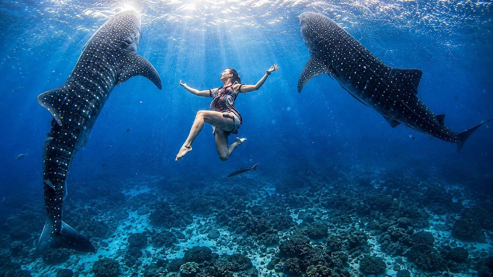 Picture 8 for Activity From Moalboal: Oslob Whale Shark Swimming Experience 4