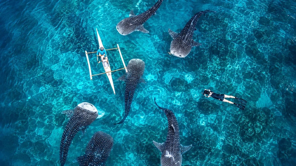 Picture 7 for Activity From Moalboal: Oslob Whale Shark Swimming Experience 2