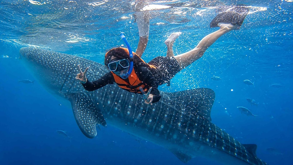 Picture 1 for Activity From Moalboal: Oslob Whale Shark Swimming Experience 3